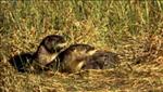 river otters